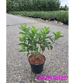 Hydrangea pan. 'Magical Candle'® C 2,5 L